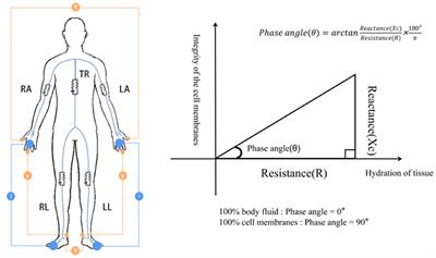 Phase angle derived from bioelectrical impedance analysis as a marker for predicting sarcopenia